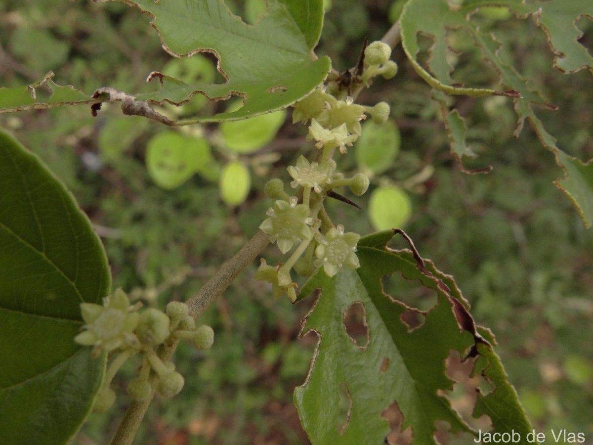 Ziziphus mauritiana Lam.